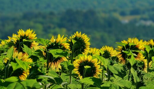 【連載×ますだあけみ】全ては「自覚から始まる」～婚活がうまくいかない理由～